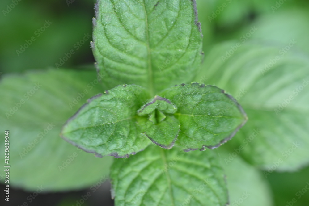 mint leaves close-up, young mint leaves for mojitos close-up mint leaves close-up, young mint leaves for mojitos close-up