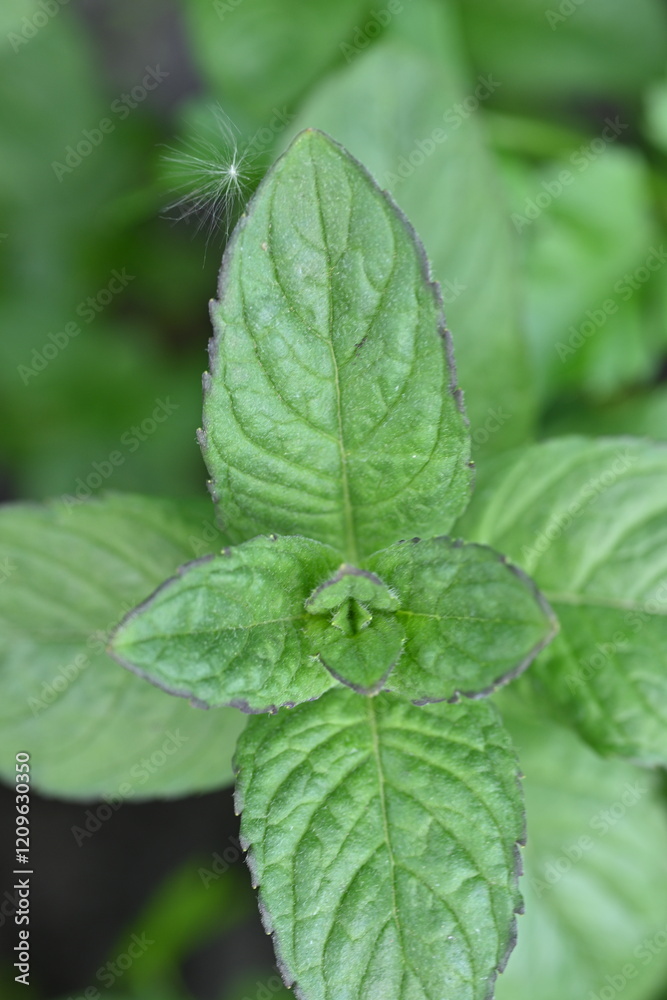 mint leaves close-up, young mint leaves for mojitos close-up mint leaves close-up, young mint leaves for mojitos close-up