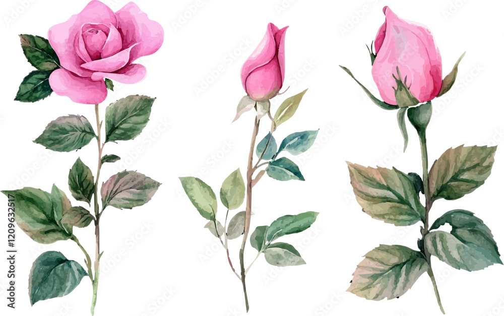 Fototapeta premium set of pink roses