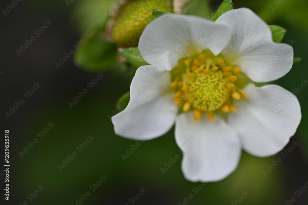 strawberry flowers close up, macro white strawberry flower strawberry flowers close up, macro white strawberry flower