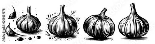 garlic vector set illustration with cloves and artistic engraving style