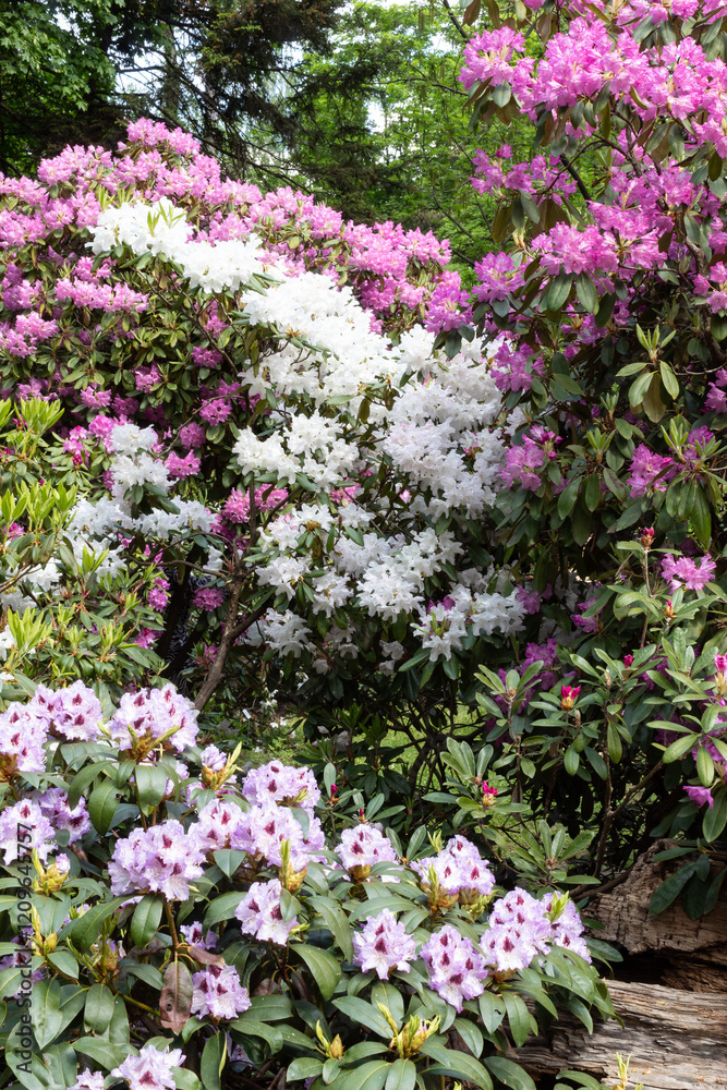 Multi-coloured rhododendron flower arrangement in the park (white, pink, variegated).Overcast weather