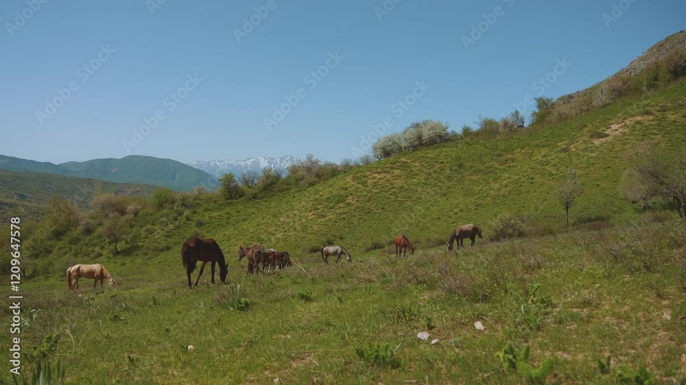 Horses graze in the mountains, horses eat grass