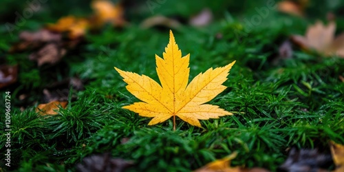 Vibrant yellow maple leaf centered on lush green grass with scattered brown fallen leaves in a serene natural setting. photo