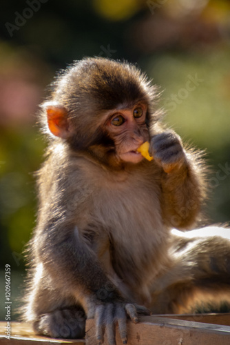 Baby Monkey (Macaque)