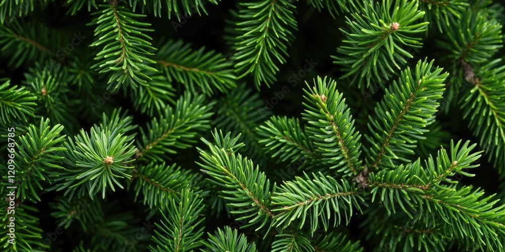 Vibrant green conifer needles filling the frame with rich textures against a dark backdrop ideal for organic holiday designs and ample copy space. Vibrant green conifer needles filling the frame with rich textures against a dark backdrop ideal for organic holiday designs and ample copy space.