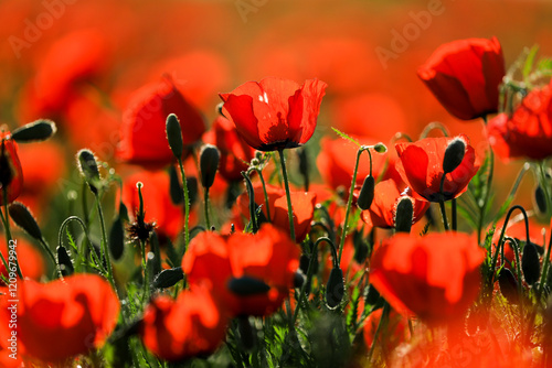 Large poppy field in Kazakhstan.