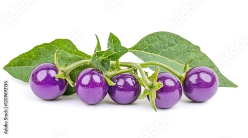 Solanum Eleagnifolium Purple Berries with Green Leaves Isolated on Clean White Background Natural Botanical Arrangement photo