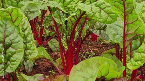 swiss chard