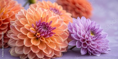 Close-up of Vibrant Dahlia Blooms