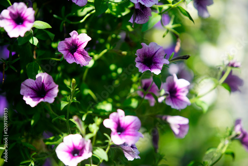 Vibrant Purple Petunias Blooming in Bright Green Surroundings