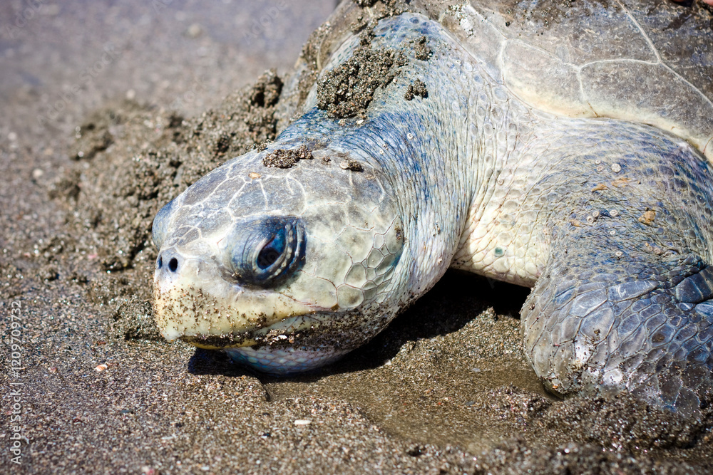 Obraz premium Sea turtle in the sand