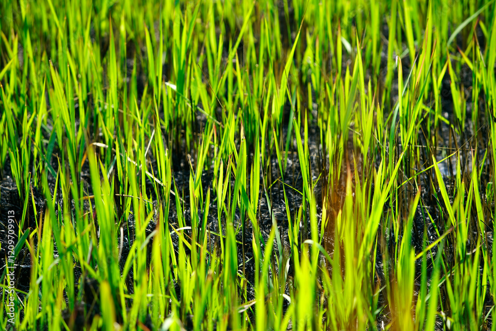 Obraz premium Lush Green Rice Plants Growing Vibrantly in Soft Soil Environment