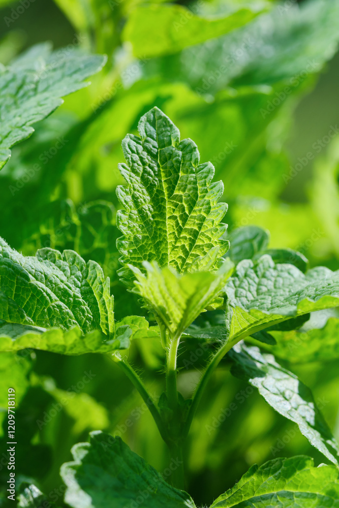 Fresh Mint. Fresh mint leaves growing in a lush garden. Shallow depth of field Fresh Mint. Fresh mint leaves growing in a lush garden. Shallow depth of field
