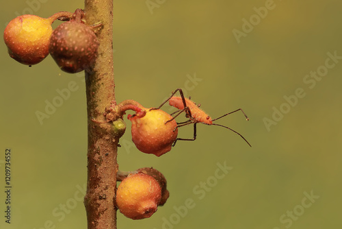 A young milkweed assassin bug eats the fruit of a wild plant. This insect has the scientific name Zelus longipes. photo