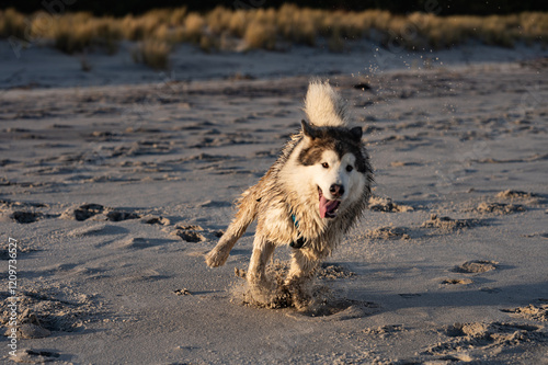 Alaskan Malamute photo