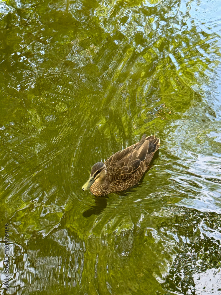duck in the pond duck in the pond