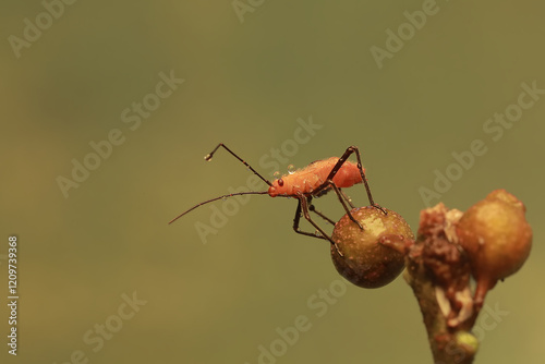 A young milkweed assassin bug eats the fruit of a wild plant. This insect has the scientific name Zelus longipes. photo