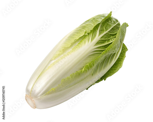 Fresh endive isolated on a white transparent background, crisp leaves with a slightly bitter flavor, perfect for organic food packaging, healthy salad marketing, culinary photography, and recipe blogs