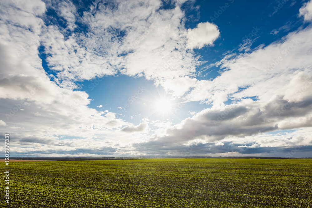 A magical blue sky with white clouds over the spring fields on which fresh greens have grown.