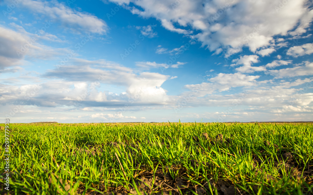 A splendid blue sky with white clouds over the spring fields on which fresh greens have grown. A splendid blue sky with white clouds over the spring fields on which fresh greens have grown.