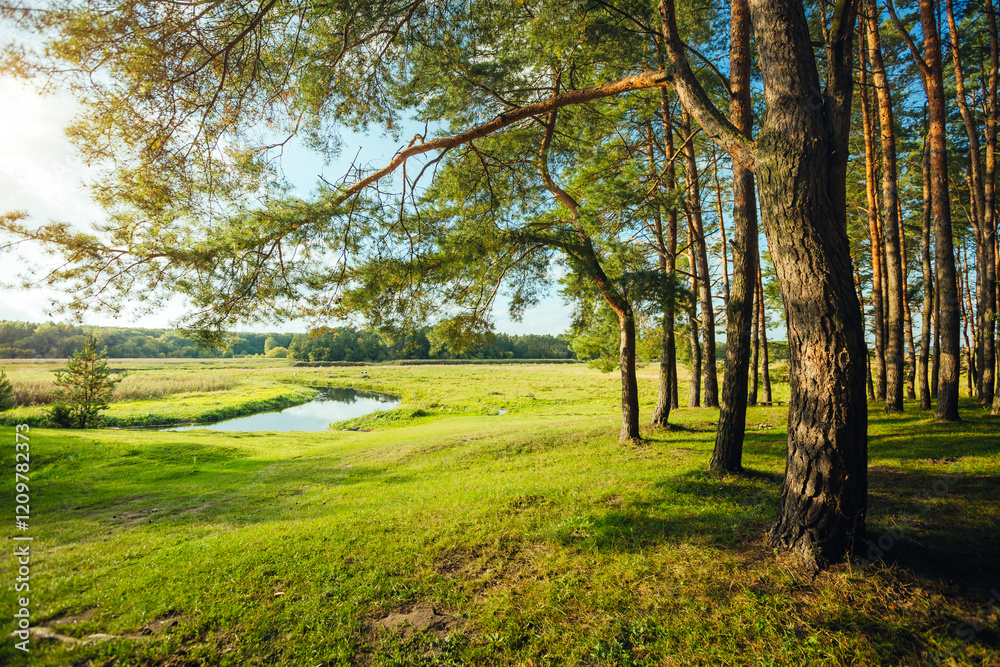 A fabulous view of a green forest with coniferous trees and shining grass in sunny weather. Location is Ukraine, Europe. A fabulous view of a green forest with coniferous trees and shining grass in sunny weather. Location is Ukraine, Europe.