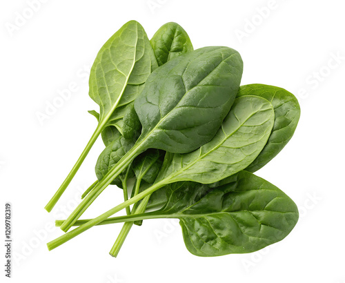 Fresh green spinach leaves isolated on a white transparent background, high-quality cutout, perfect for food design, nutrition, healthy eating, and vegetarian meal concepts