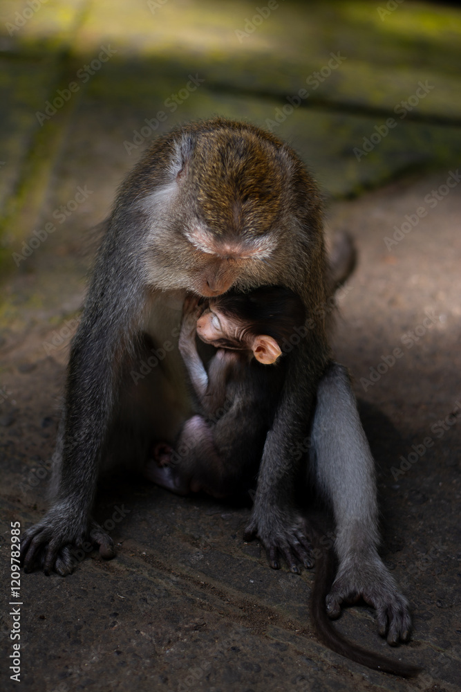 The monkey family, mother and baby. Macaca fascicularis, crab-eating macaque, long-tailed macaque in Monkey Forest, Ubud, Bali, Indonesia. Close up. Cute Monkeys. Animal in wild nature The monkey family, mother and baby. Macaca fascicularis, crab-eating macaque, long-tailed macaque in Monkey Forest, Ubud, Bali, Indonesia. Close up. Cute Monkeys. Animal in wild nature
