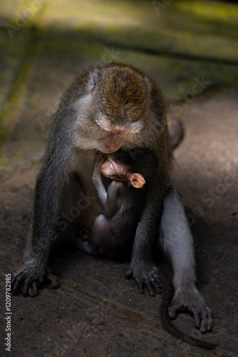 The monkey family, mother and baby. Macaca fascicularis, crab-eating macaque, long-tailed macaque in Monkey Forest, Ubud, Bali, Indonesia. Close up. Cute Monkeys. Animal in wild nature