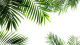 Collection of tropical green palm leaves with detailed veins, isolated on white background