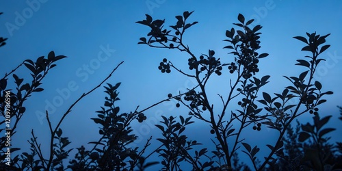 Dark blueberry bushes against a midnight blue background with silhouetted branches and leaves, blueberry, shadows, leaf, branch, berry photo