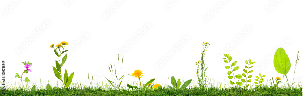 grass and wild flowers isolated on white background, Herbal medicine concept grass and wild flowers isolated on white background, Herbal medicine concept