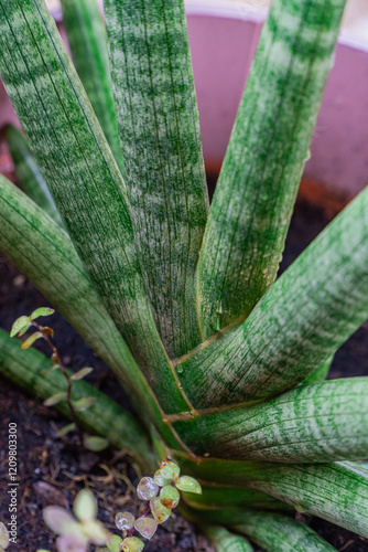 Dragon tongue tree in nature, dragon tongue grows in dry, sandy soil. The sun is hot. And it's cold at night. Therefore, the leaves are plump and thick. Has tough fibers Resistant to harsh environment photo