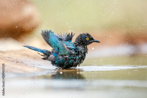 Cape Glossy Starling bathing and splashing in waterhole in Greater Kruger National park, South Africa ; Specie Lamprotornis nitens family of Sturnidae photo