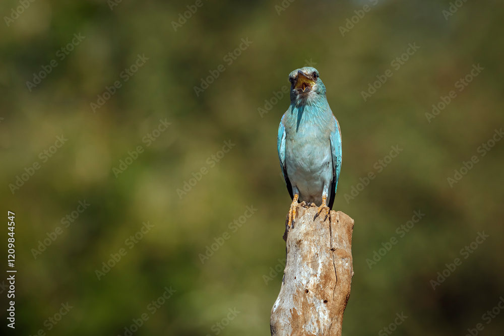 Obraz premium European Roller standing on a pole beak open front view in Greater Kruger National park, South Africa ; Specie Coracias garrulus family of Coraciidae