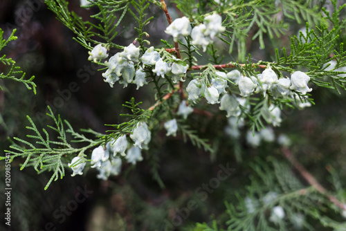 Close up view of the Blue seeds of thuja tree Platycladus orientalis .