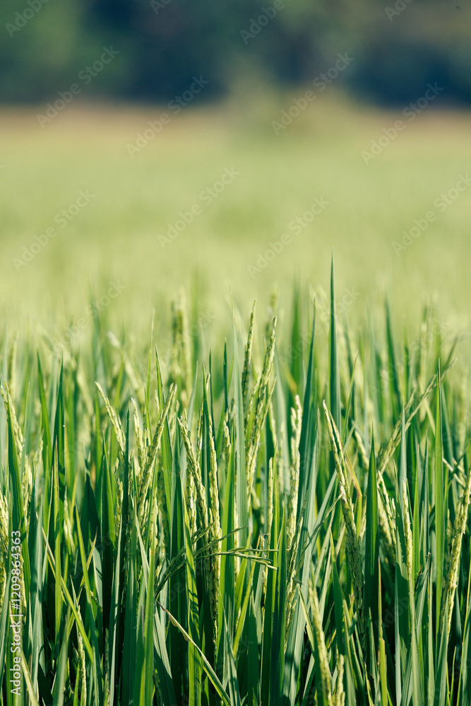 texture of green rice field, paddy rice field for background, shallow depth of field, ear of rice texture of green rice field, paddy rice field for background, shallow depth of field, ear of rice