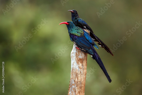 Two Green wood hoopoe standing on a branch isolated in blur background in Greater Kruger National park, South Africa ; Specie  Phoeniculus purpureus family of Phoeniculidae  photo