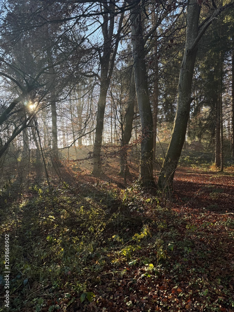 Naklejka premium Wald