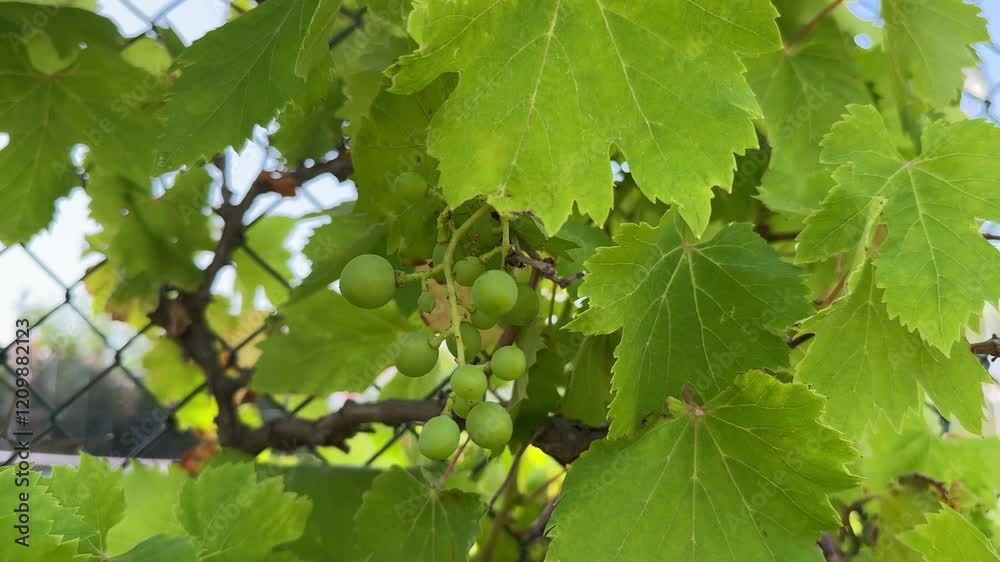 Close up of grapes hanging on Vine, Hanging grapes. Grape farming. Grapes farm. Tasty green grape bunches hanging on branch.
