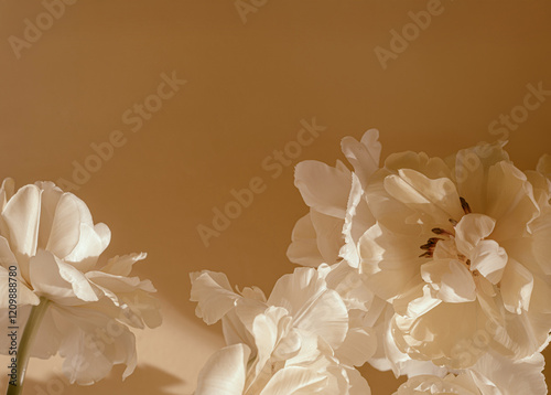 Fototapeta Naklejka Na Ścianę i Meble -  Soft and dreamy beige flower textured background, white tulips. copy space
