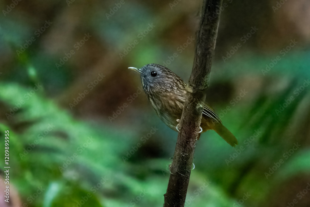 streaked wren-babbler or Gypsophila brevicaudata at Dehing Patkai in Assam India streaked wren-babbler or Gypsophila brevicaudata at Dehing Patkai in Assam India