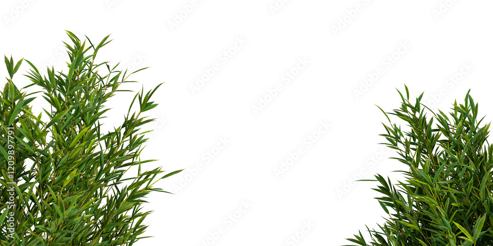 Fototapeta premium Close up bamboo tree branches isolated on white