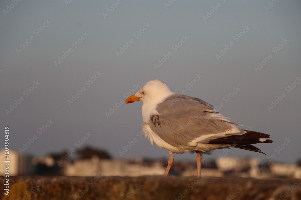 Obraz premium black headed gull