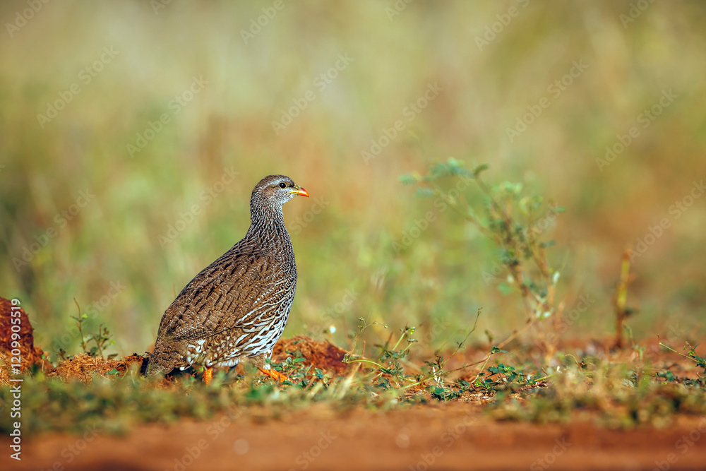 Natal francolin walking in the grass in Greater Kruger National park, South Africa ; Specie Pternistis natalensis family of Phasianidae Natal francolin walking in the grass in Greater Kruger National park, South Africa ; Specie Pternistis natalensis family of Phasianidae