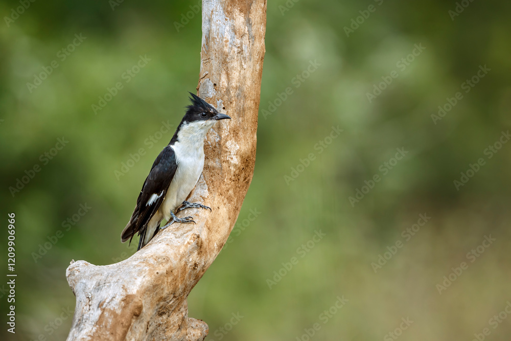 Pied Cuckoo standing on a branch front view in Greater Kruger National park, South Africa ; Specie Clamator jacobinus family of Cuculidae Pied Cuckoo standing on a branch front view in Greater Kruger National park, South Africa ; Specie Clamator jacobinus family of Cuculidae