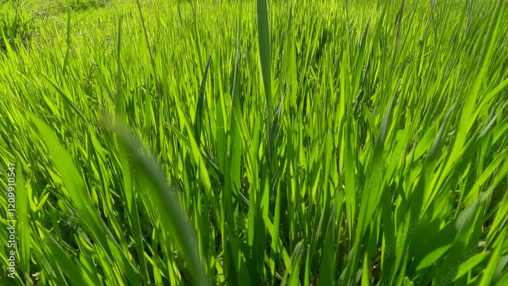 Close up of moving forward through thick green grass in the morning light, POV view, Backlighting (Contre-jour) Close up of moving forward through thick green grass in the morning light, POV view, Backlighting (Contre-jour)