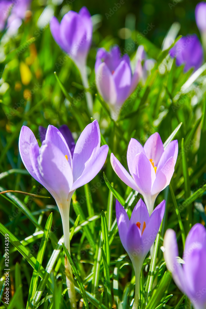 Fresh purple crocus flowers emerging from a lush green meadow. The sunlight illuminates the delicate petals, creating a springtime scene Fresh purple crocus flowers emerging from a lush green meadow. The sunlight illuminates the delicate petals, creating a springtime scene