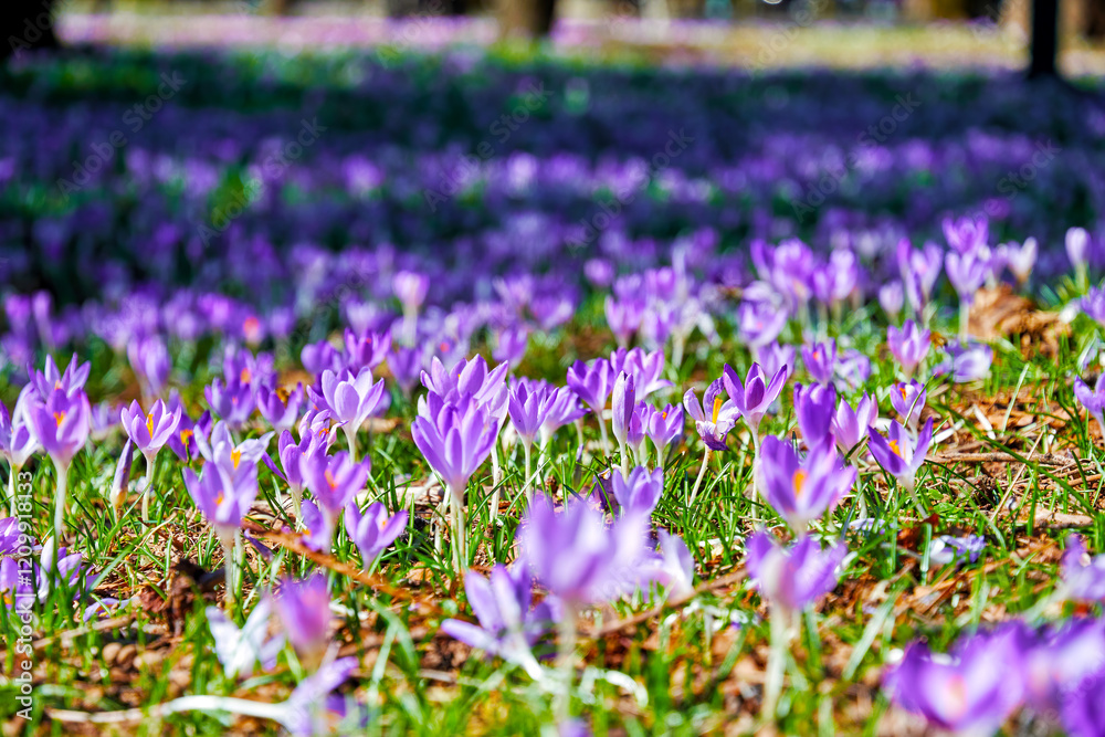 Fresh field with many purple crocuses blossoms under the warm sunlight. Delicate petals create a stunning carpet of color in the spring meadow Fresh field with many purple crocuses blossoms under the warm sunlight. Delicate petals create a stunning carpet of color in the spring meadow