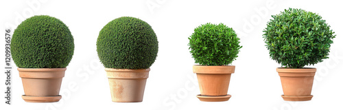 four potted plants with spherical green foliage. showcasing different sizes and styles of pots the plants are designed to enhance indoor or outdoor spaces. adding a touch of greenery and aesthetic app photo